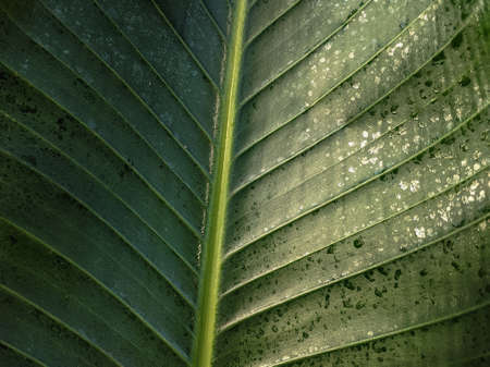 Close up of Green leaf texture Nature backgroundの写真素材