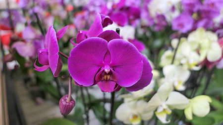 Beautiful phalaenopsis orchids in the greenhouse Orchidaceae plants Nature backgroundの写真素材