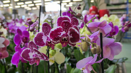 Beautiful phalaenopsis orchids in the greenhouse Orchidaceae plants Nature backgroundの写真素材