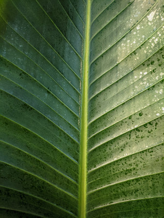 Close up of Green leaf texture Nature backgroundの写真素材