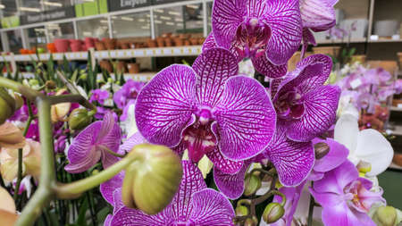 Beautiful phalaenopsis orchids in the greenhouse Orchidaceae plants Nature backgroundの写真素材