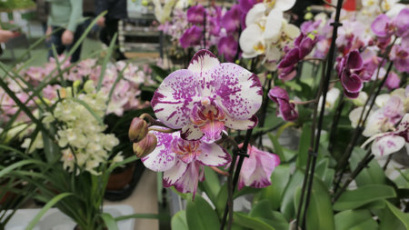 Beautiful phalaenopsis orchids in the greenhouse Orchidaceae plants Nature backgroundの写真素材