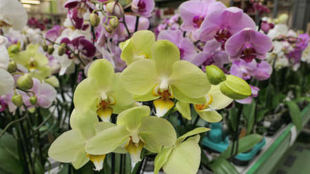 Beautiful phalaenopsis orchids in the greenhouse Orchidaceae plants Nature backgroundの写真素材