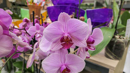 Beautiful phalaenopsis orchids in the greenhouse Orchidaceae plants Nature backgroundの写真素材