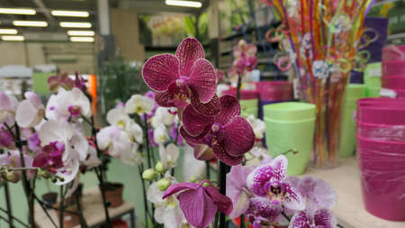 Beautiful phalaenopsis orchids in the greenhouse Orchidaceae plants Nature backgroundの写真素材