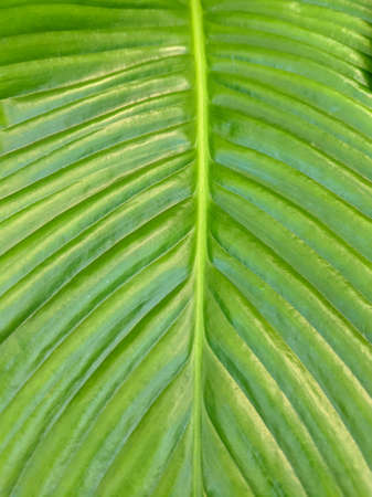 Close up of Green leaf texture Nature backgroundの写真素材
