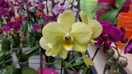 Beautiful phalaenopsis orchids in the greenhouse Orchidaceae plants Nature backgroundの写真素材