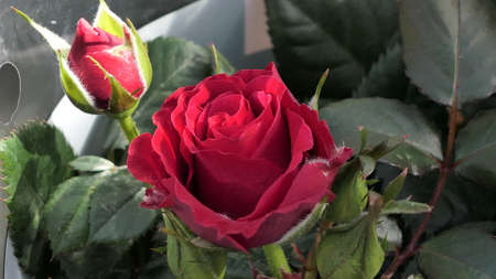 A beautiful rose flowers outdoors Roses in the garden Close up Nature backgroundの写真素材