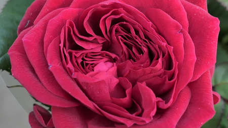 A beautiful rose flowers outdoors Roses in the garden Close up Nature backgroundの写真素材