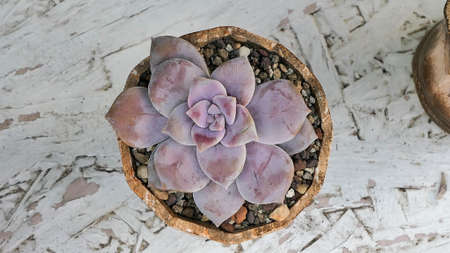 Miniature home flowers succulents and cactus in the greenhouse Nature background close upの写真素材