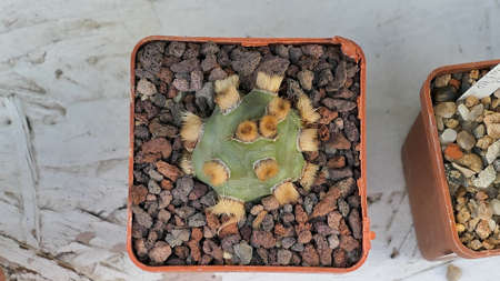 Miniature home flowers succulents and cactus in the greenhouse Nature background close upの写真素材