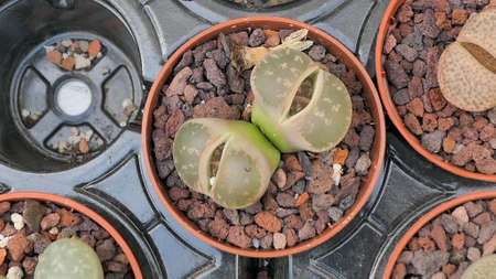 Miniature home flowers succulents and cactus in the greenhouse Nature background close upの写真素材