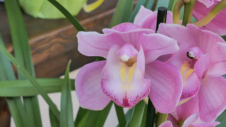 Beautiful phalaenopsis orchids in the greenhouse Orchidaceae plants Nature backgroundの写真素材