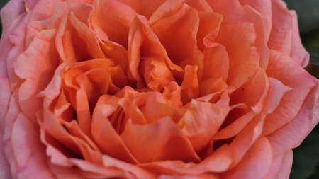 A beautiful rose flowers outdoors Roses in the garden Close up Nature backgroundの写真素材