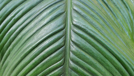 Green leaf texture Close up Nature backgroundの写真素材