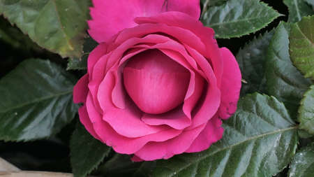 A beautiful rose flowers outdoors Roses in the garden Close up Nature backgroundの写真素材