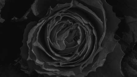 A beautiful rose flowers outdoors Roses in the garden Close up Nature backgroundの写真素材