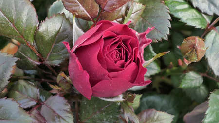 A beautiful rose flowers outdoors Roses in the garden Close up Nature backgroundの写真素材