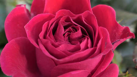 A beautiful rose flowers outdoors Roses in the garden Close up Nature backgroundの写真素材