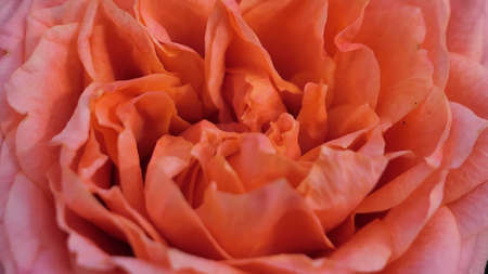 A beautiful rose flowers outdoors Roses in the garden Close up Nature backgroundの写真素材
