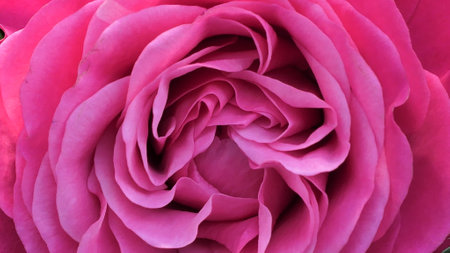 A beautiful rose flowers outdoors Roses in the garden Close up Nature backgroundの写真素材