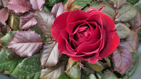 A beautiful rose flowers outdoors Roses in the garden Close up Nature backgroundの写真素材