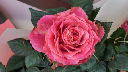 A beautiful rose flowers outdoors Roses in the garden Close up Nature backgroundの写真素材