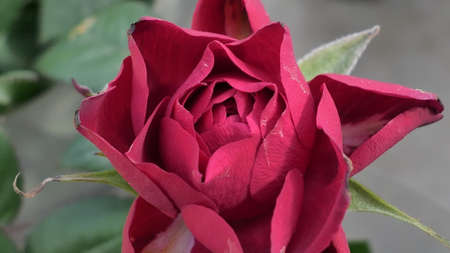 A beautiful rose flowers outdoors Roses in the garden Close up Nature backgroundの写真素材