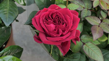 A beautiful rose flowers outdoors Roses in the garden Close up Nature backgroundの写真素材