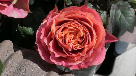 A beautiful rose flowers outdoors Roses in the garden Close up Nature backgroundの写真素材