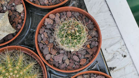 Miniature home flowers succulents and cactus in the greenhouse Nature background close upの写真素材