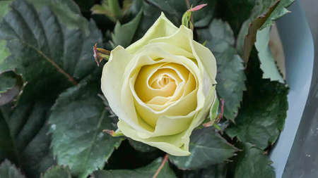 A beautiful rose flowers outdoors Roses in the garden Close up Nature backgroundの写真素材