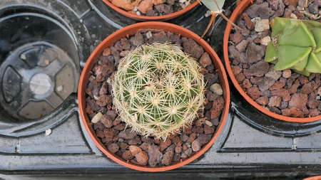 Miniature home flowers succulents and cactus in the greenhouse Nature background close upの写真素材