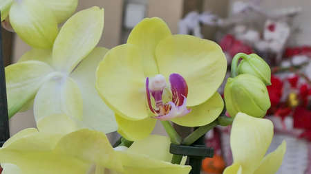 Beautiful phalaenopsis orchids in the greenhouse Orchidaceae plants Nature backgroundの写真素材