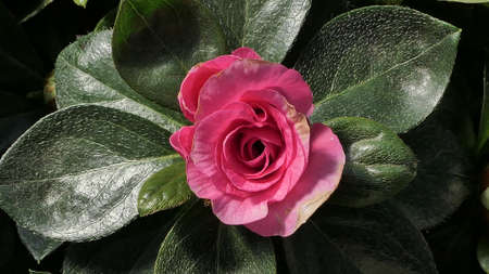 A beautiful rose flowers outdoors Roses in the garden Close up Nature backgroundの写真素材