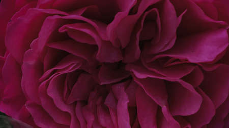 A beautiful rose flowers outdoors Roses in the garden Close up Nature backgroundの写真素材