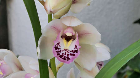 Beautiful phalaenopsis orchids in the greenhouse Orchidaceae plants Nature backgroundの写真素材