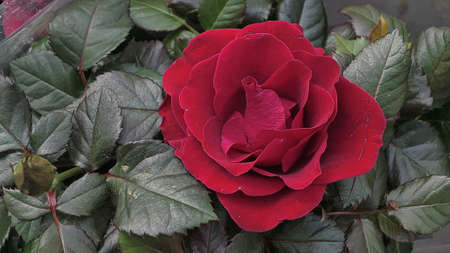 A beautiful rose flowers outdoors Roses in the garden Close up Nature backgroundの写真素材