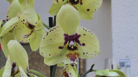 Beautiful phalaenopsis orchids in the greenhouse Orchidaceae plants Nature backgroundの写真素材