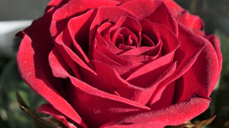 A beautiful rose flowers outdoors Roses in the garden Close up Nature backgroundの写真素材