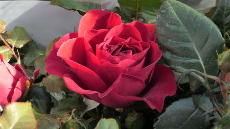 A beautiful rose flowers outdoors Roses in the garden Close up Nature backgroundの写真素材