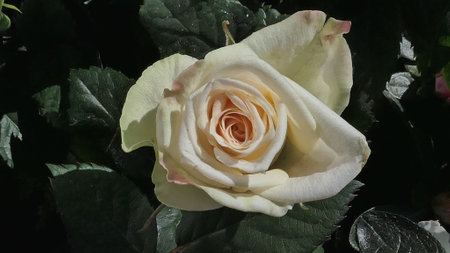 A beautiful rose flowers outdoors Roses in the garden Close up Nature backgroundの写真素材