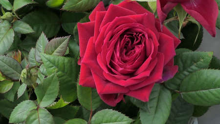 A beautiful rose flowers outdoors Roses in the garden Close up Nature backgroundの写真素材