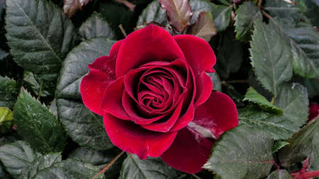 A beautiful rose flowers outdoors Roses in the garden Close up Nature backgroundの写真素材