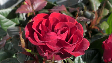 A beautiful rose flowers outdoors Roses in the garden Close up Nature backgroundの写真素材