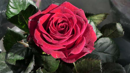 A beautiful rose flowers outdoors Roses in the garden Close up Nature backgroundの写真素材