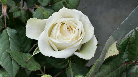 A beautiful rose flowers outdoors Roses in the garden Close up Nature backgroundの写真素材