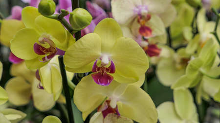Beautiful phalaenopsis orchids in the greenhouse Orchidaceae plants Nature backgroundの写真素材