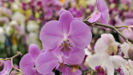 Beautiful phalaenopsis orchids in the greenhouse Orchidaceae plants Nature backgroundの写真素材