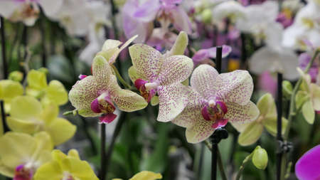 Beautiful phalaenopsis orchids in the greenhouse Orchidaceae plants Nature backgroundの写真素材